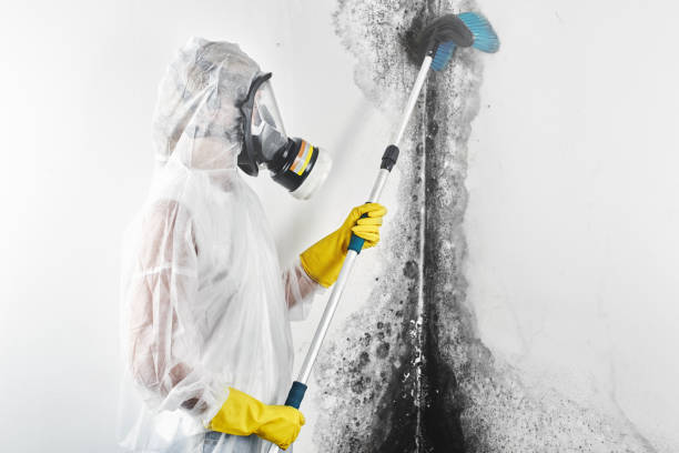 Best Industrial Mold Remediation  in Kenova, WV
