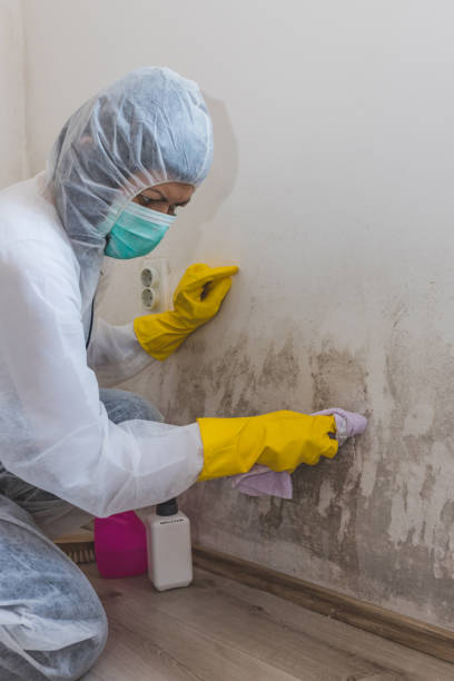 Best Real Estate Mold Inspection  in Kenova, WV
