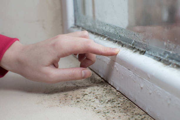 Best Environmental Consulting for Mold Prevention  in Kenova, WV
