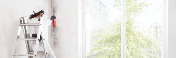 Best Mold Prevention Services  in Kenova, WV